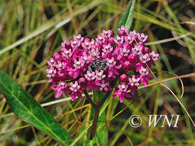 Swamp Milkweed (Asclepias incarnata)